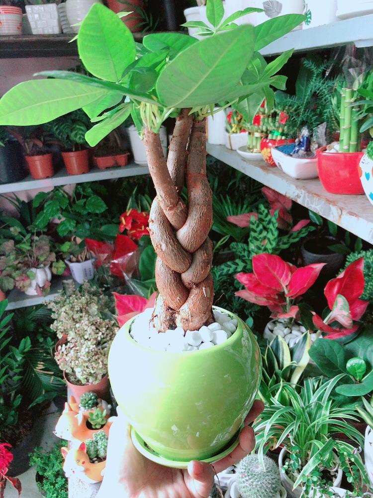 Chậu Cây Kim Ngân 3 Thân Thắt Bính