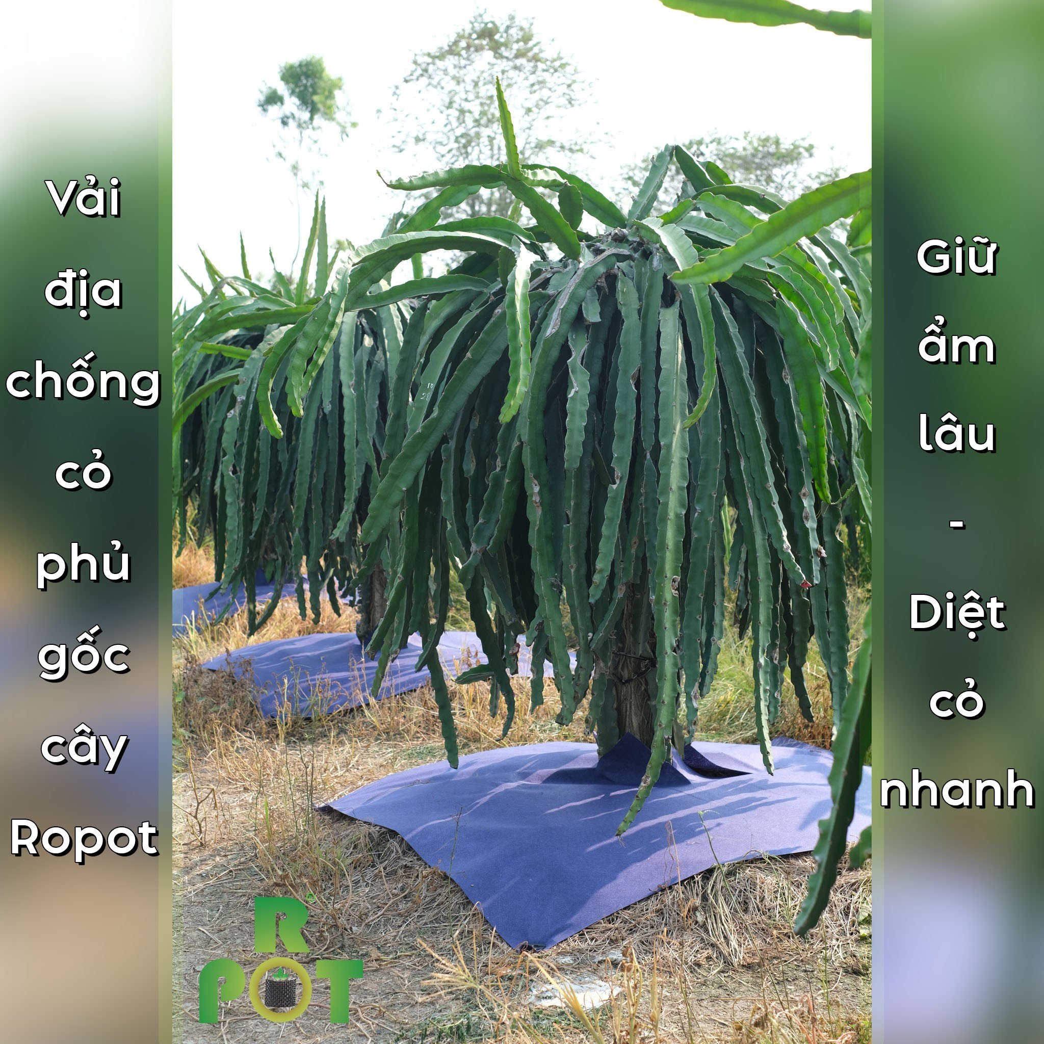 Tấm Vải Phủ Gốc Cây 1.5m x1.5m - Combo 5 tấm