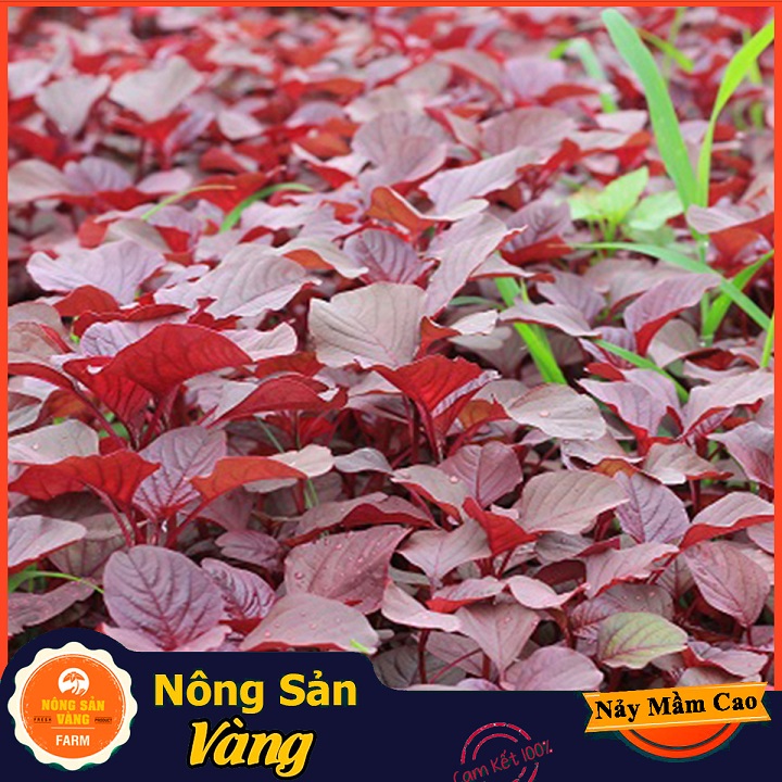 Hạt giống Rau Dền Đỏ - Nông Sản Vàng