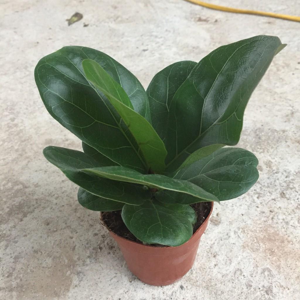 Cây trầu bà chân vịt , chiều cao 25-30cm tán đẹp nhiều nhánh sống cực khỏe, thích hợp trang trí nội thất