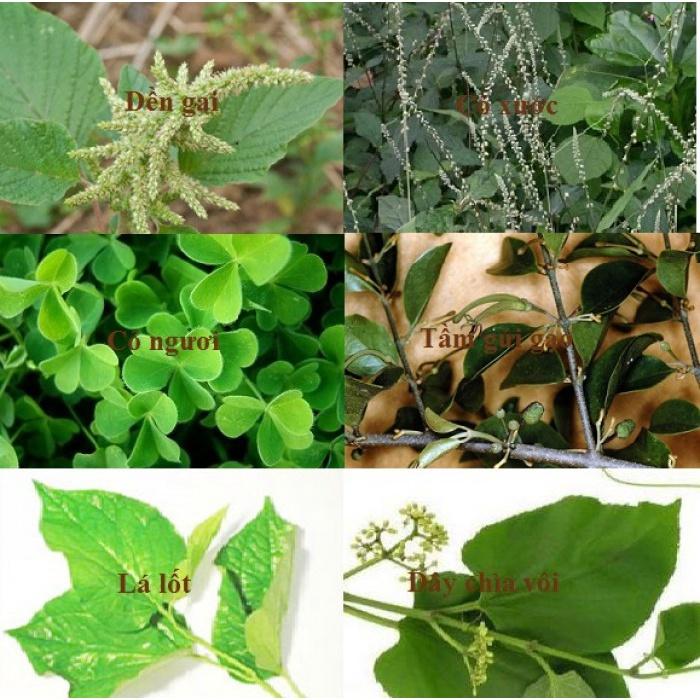 Cây cỏ xước -1kg cây tươi sạch