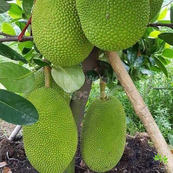 Cây giống Mít Thái Siêu sớm .