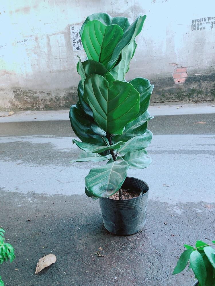 Cây Bàng Singapore 90cm