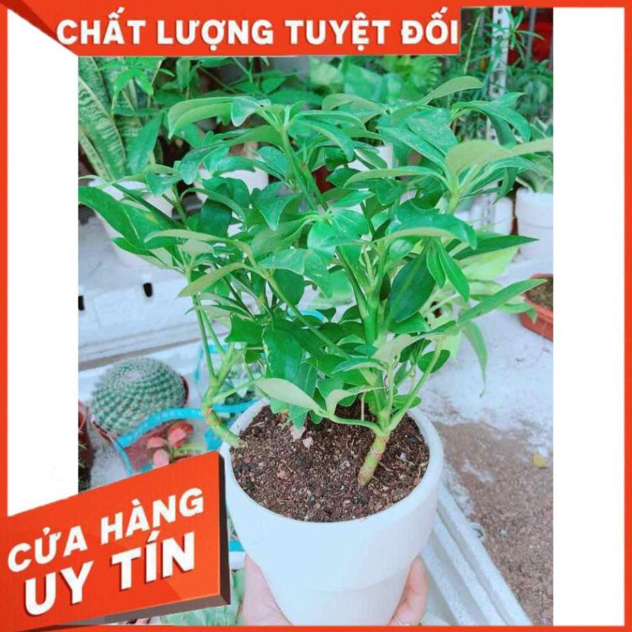 Chậu ngũ gia bì Nhiều Người Mua