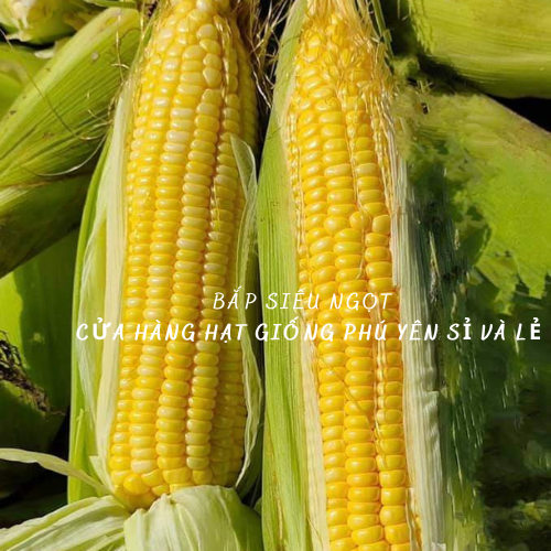 Hạt giống bắp siêu ngọt gói 50 gram