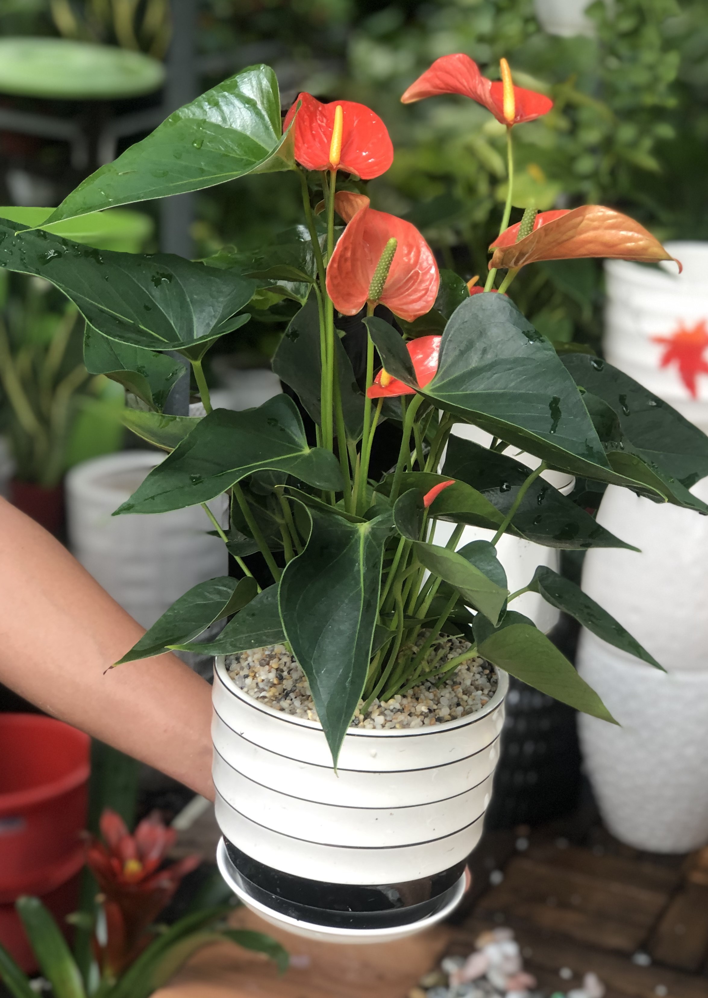 Chậu sứ cây hồng môn đỏ cam tặng kèm đá trang trí