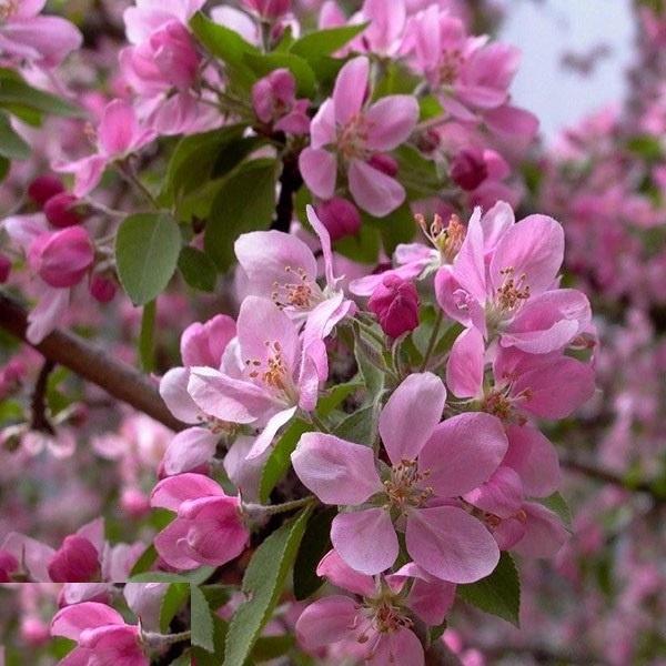 CÂY GIỐNG HOA ANH ĐÀO NHẬT BẢN