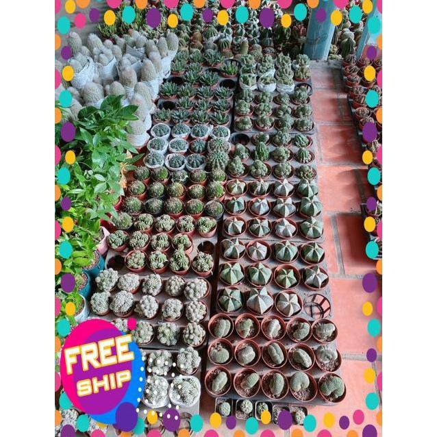 Xương Rồng Bụi