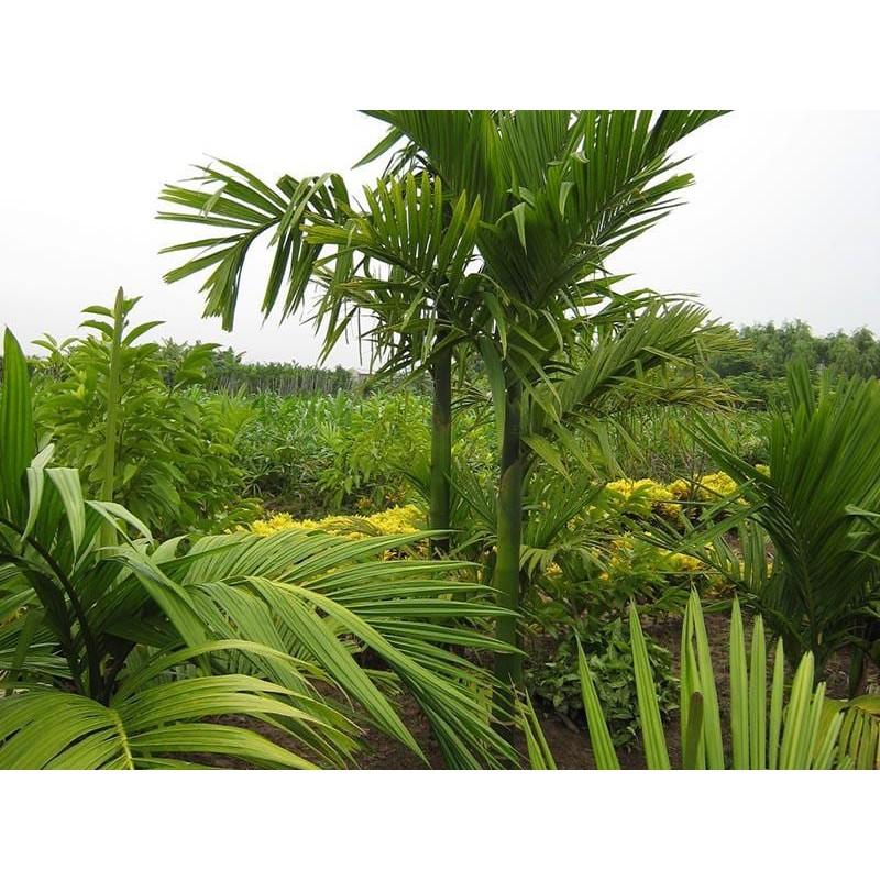 Combo 10 cây giống Cau cao.