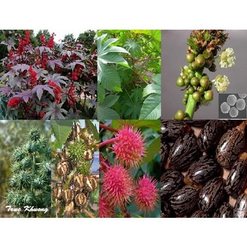 Cây giống cây thầu dầu tía đỏ tươi