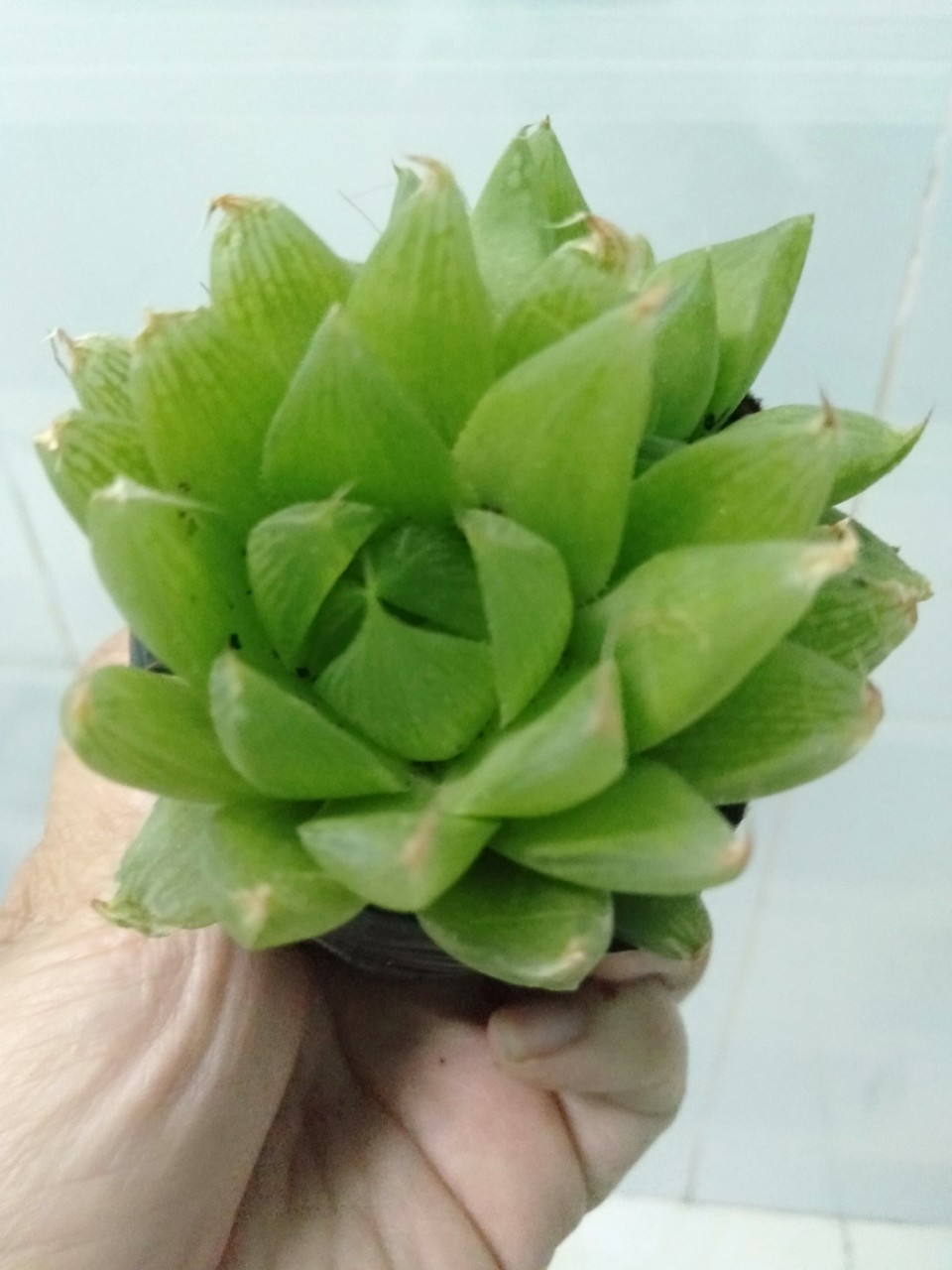 Sen đá combo 5 cây siêu đẹp