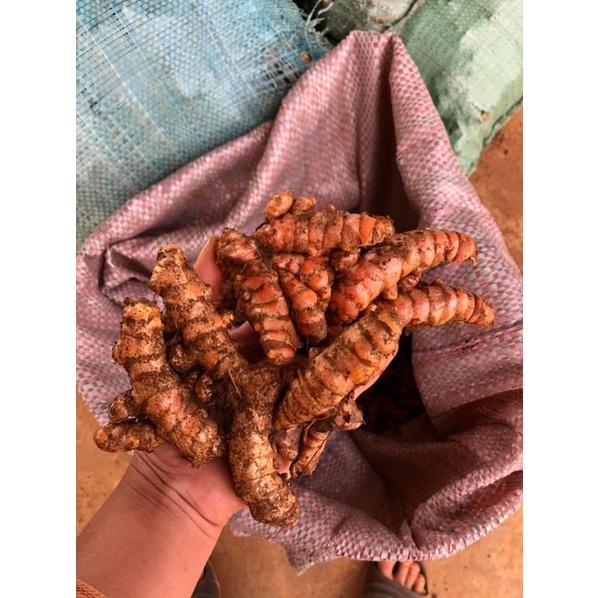 CỦ NGHỆ VÀNG TƯƠI ,CỦ NGHỆ ĐEN TƯƠI ảnh thật nhà trồng