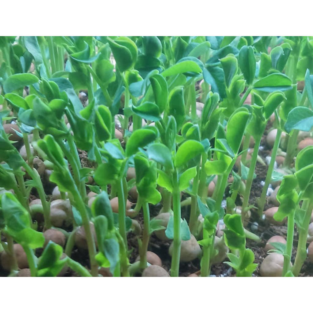Hạt Giống Mầm Đậu Hà Lan  -