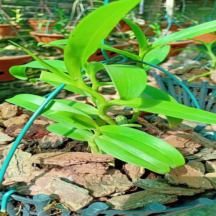 Hoa lan phi điệp - 5ct người đẹp bình dương