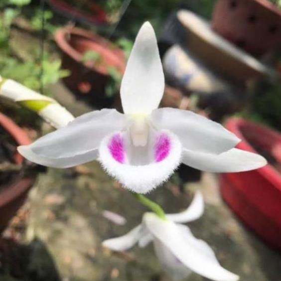 Hoa phong lan 5 cánh trắng cấy mô