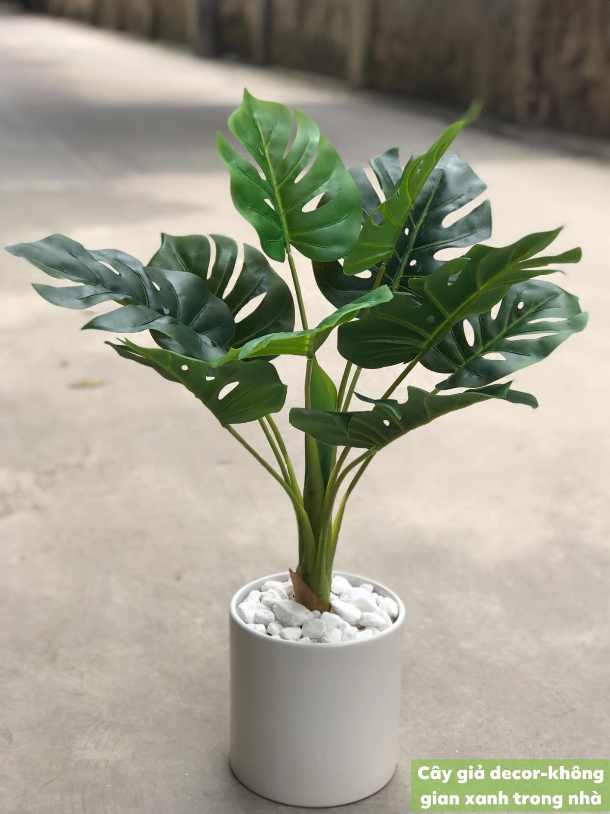 Cây trầu ba lá lỗ
