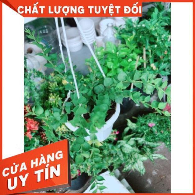 Chậu ốc cây lá tim treo