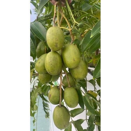 Cây giống cóc thái lùn siêu trái cho trái quanh năm