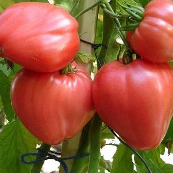 Bộ 2 gói Hạt giống cà chua hình trái tim đỏ-gói 20 hạt/tặng kèm gói phân bón lót