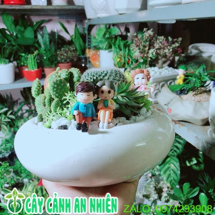 Chậu Cây Xương Rồng Tiểu Cảnh