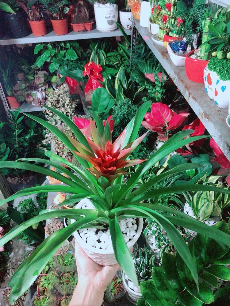 Chậu Cây Phong Lộc Hoa