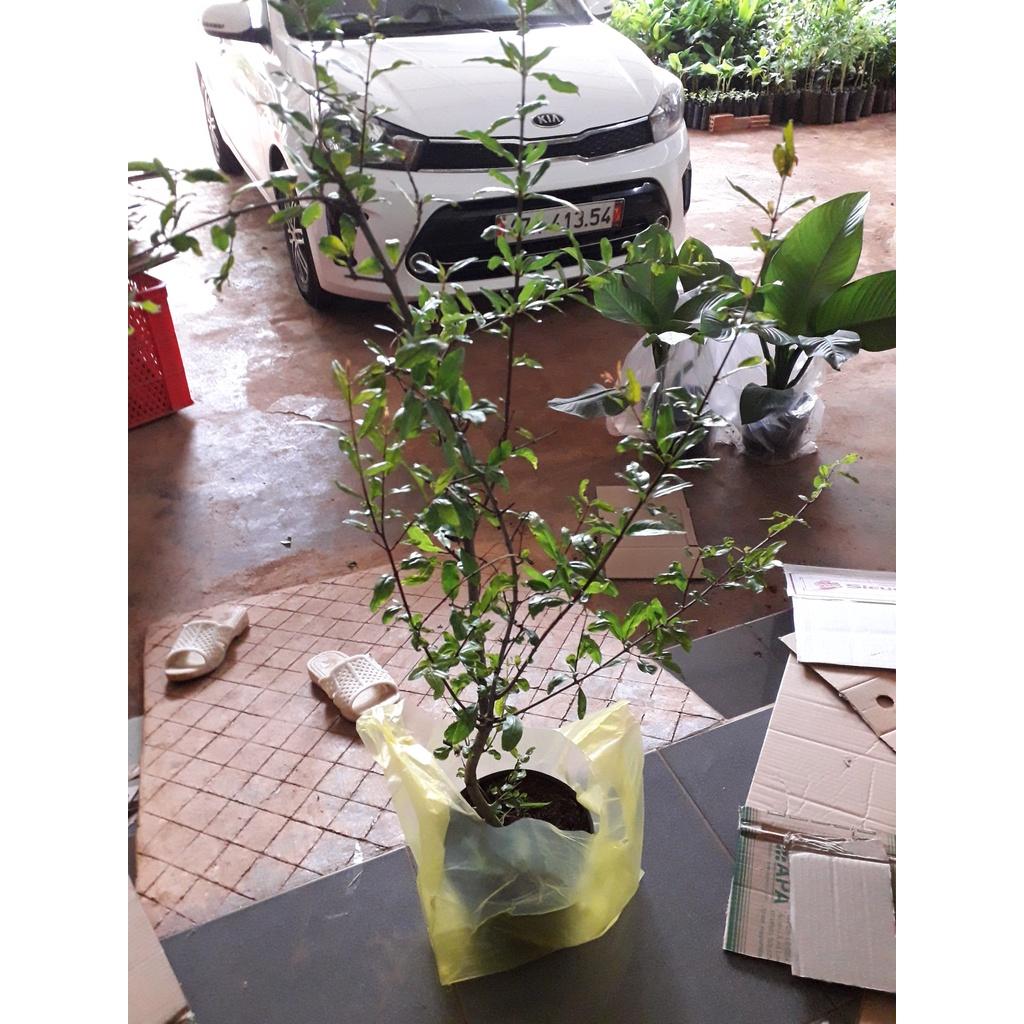 CÂY GIỐNG LỰU ĐỎ PÊ RU .