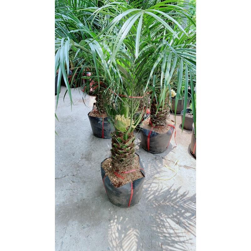 Cau Nga Mi Có Hoa Lớn