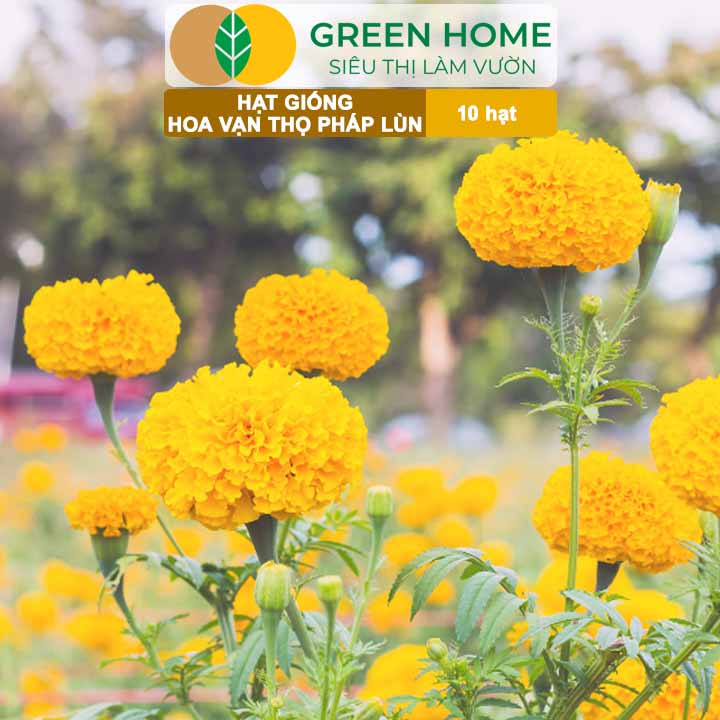 Hạt Giống Hoa Vạn Thọ Pháp Lùn F1 Vàng Chanh GreenHome, Gói 10 hạt, Dễ Trồng Quanh Năm, Trồng Chậu H19