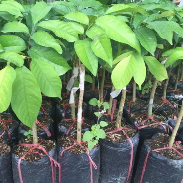 CÂY GIỐNG DÂU DA ĐẤT SIÊU QUẢ SIÊU NĂNG SUẤT- CAM KÊT GIỐNG CHUẨN F1