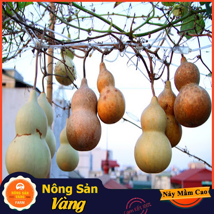Hạt giống Bầu Hồ Lô - Nông Sản Vàng