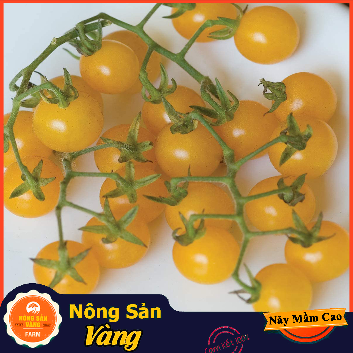 Hạt giống Cà Chua Bi Vàng Lùn - Nông Sản Vàng