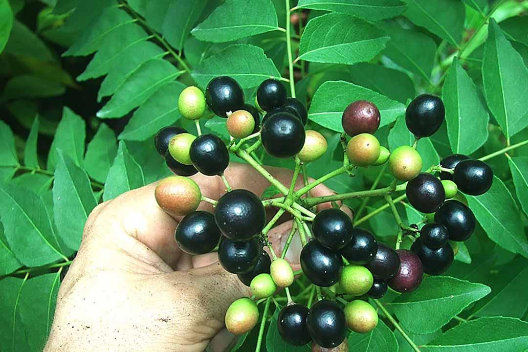 CÂY GIỐNG CÂY XOAN.