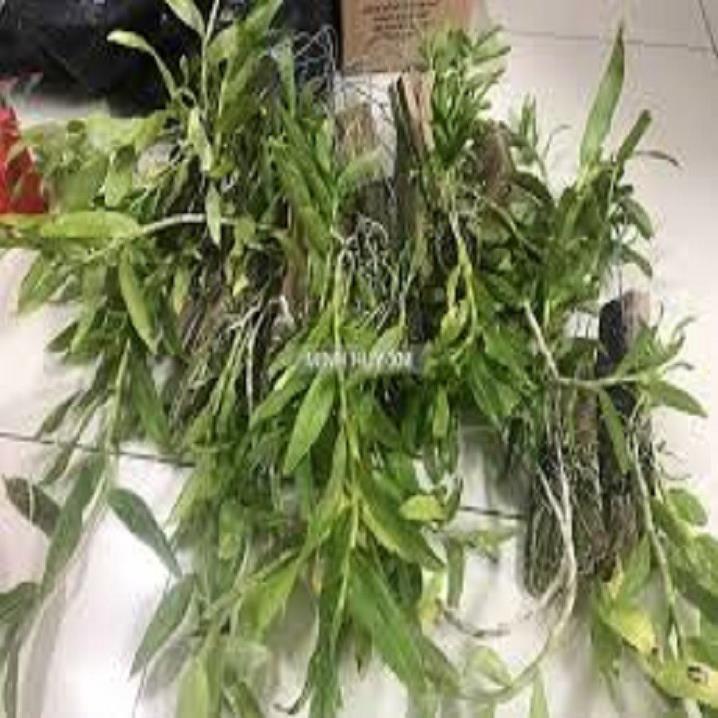 Hoa phong lan- hoàng thảo kèn