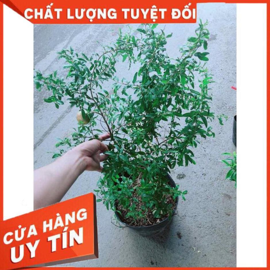 Cây Lựu Quả To Nhiều Người Mua