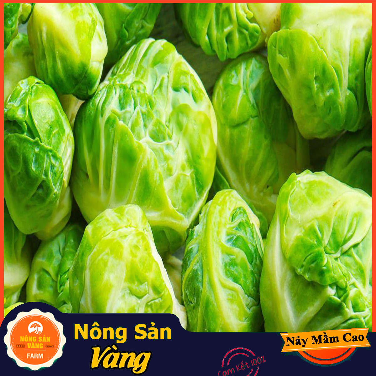 Hạt giống Bắp Cải Tí Hon Xanh - Nông Sản Vàng