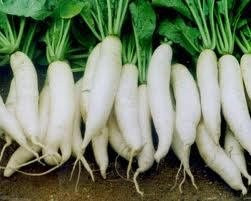 Hạt giống củ cải trắng 1