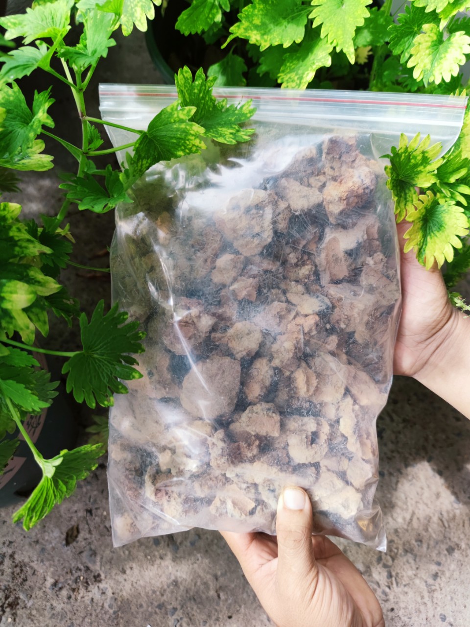 Sỉ than - Dùng lót chậu kiểng, dùng để trộn đất trồng các loại