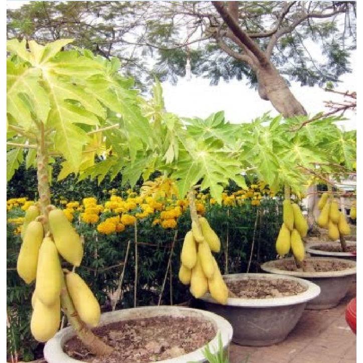 Hạt giống đu đủ lùn da vàng F1 KNS389 - Gói 5 hạt