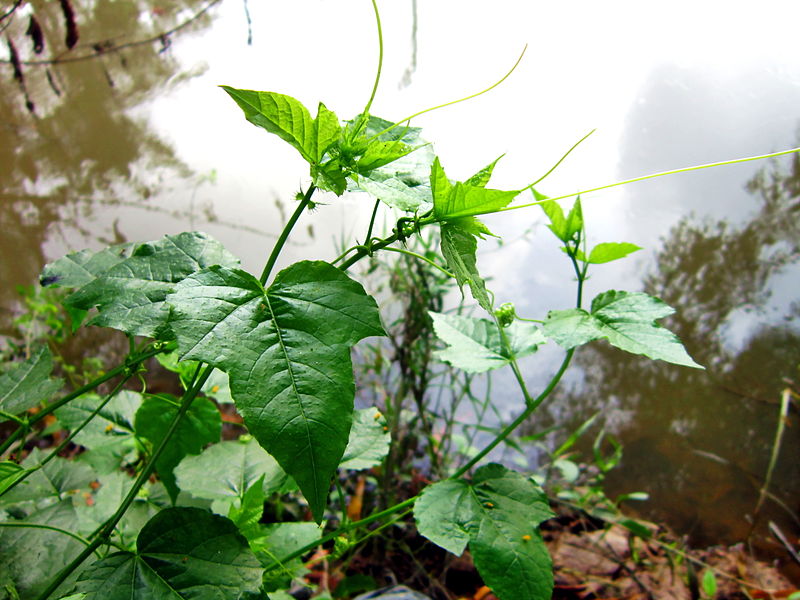 50 Hạt giống cây chùm bao