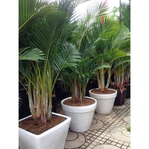 CAU LỤA VÀNG CÂY CAU NHẬT BẦU CÂY GIỐNG -