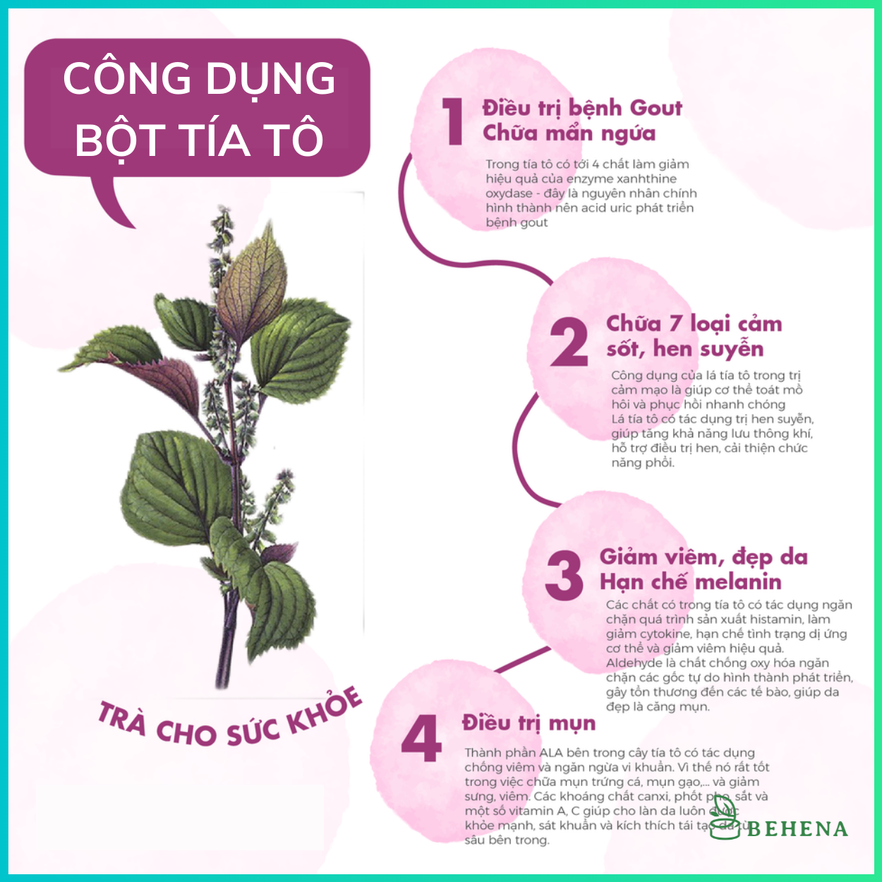 Bột tía tô nguyên chất Behena sấy lạnh công nghệ Nhật Bản giải độc gan hộp 50g