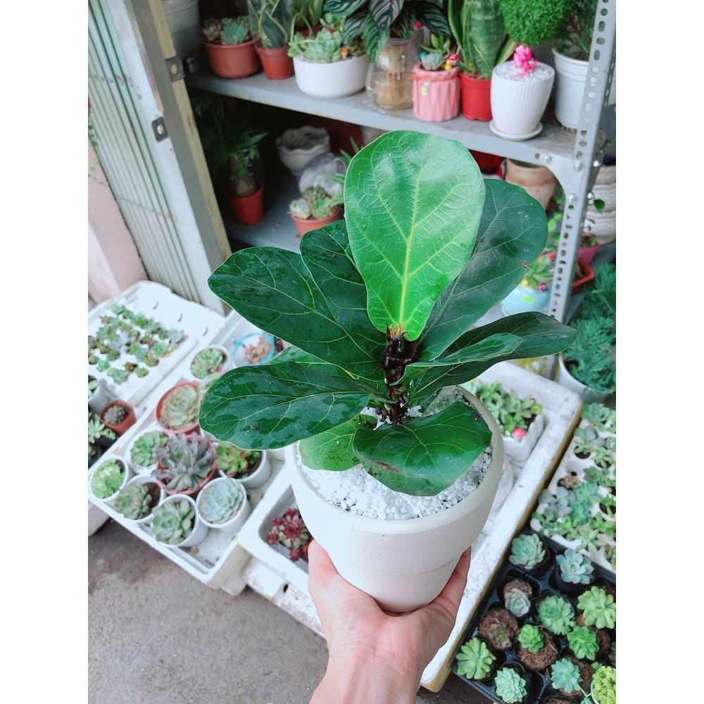 Chậu bàng singapore