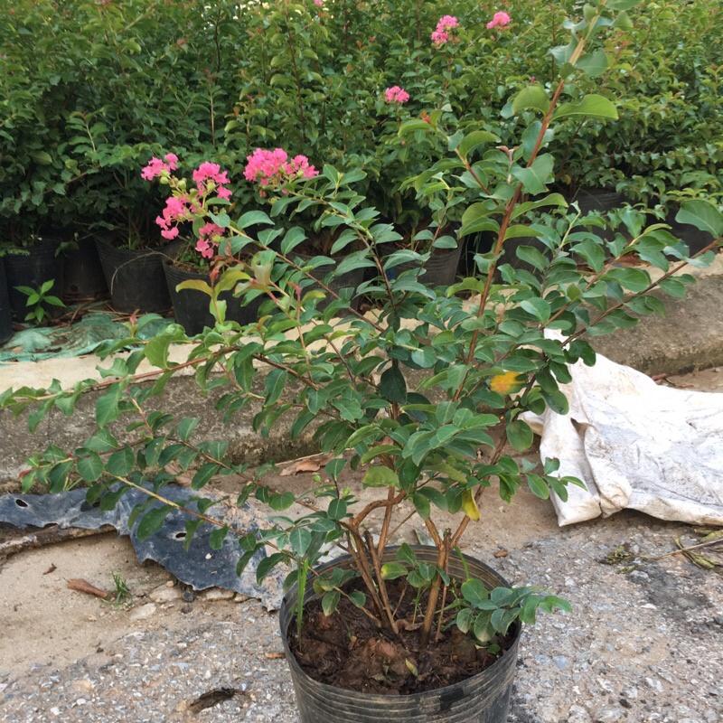 Cây tường vi cao 35-40cm cây đang ra hoa xum xuê và nhiều nụ