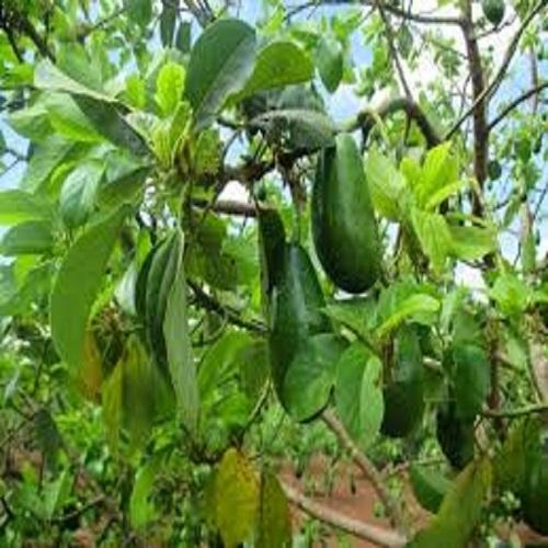 Cây giống Bơ Sáp siêu quả