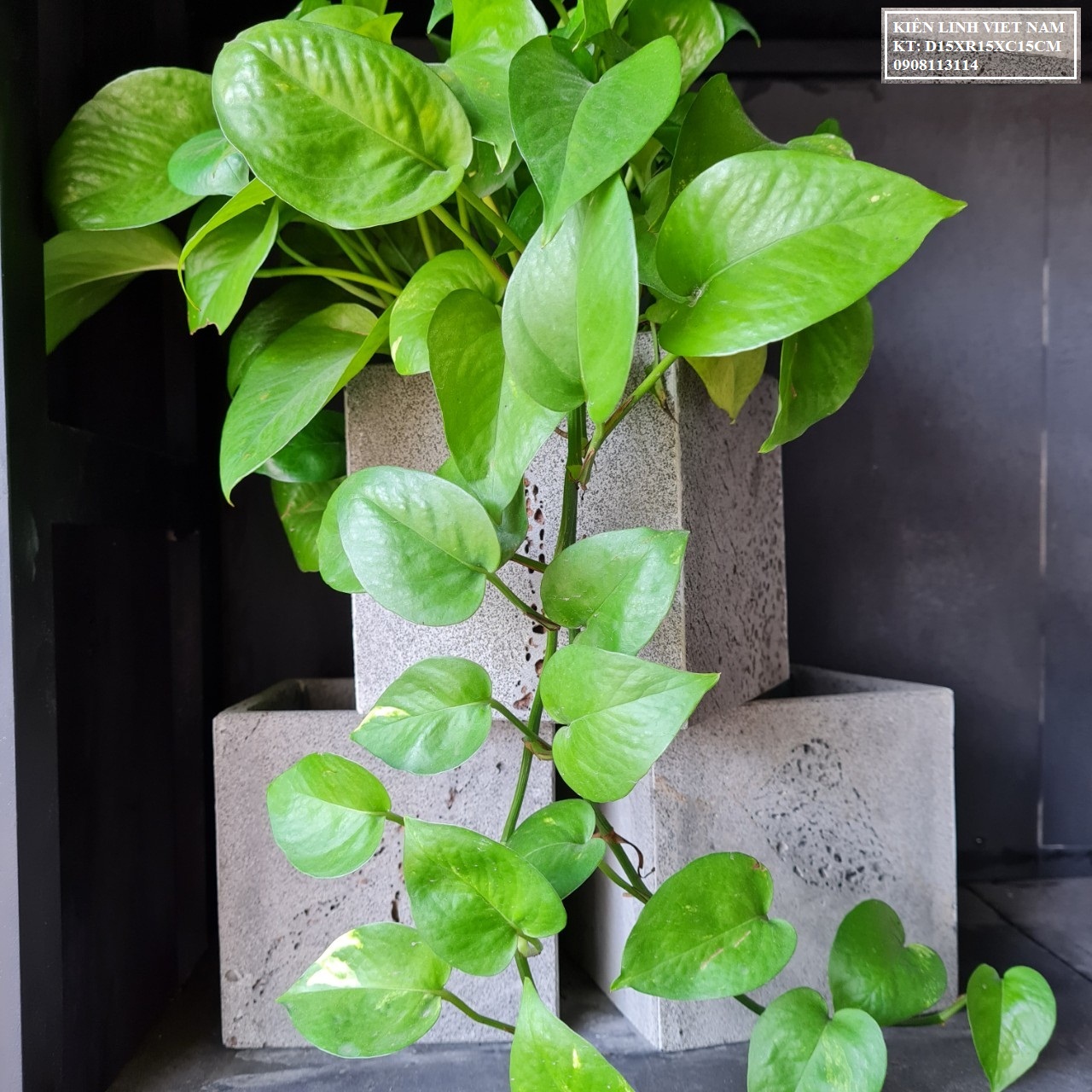 Chậu hoa vuông trang trí phòng khách KT R15xC15xD15cm