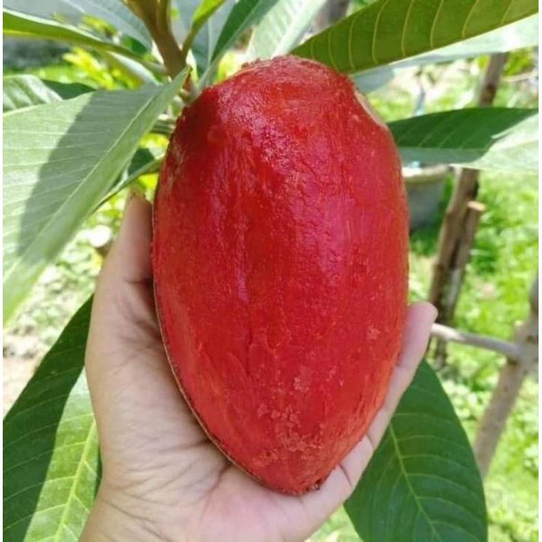 Cây giống xoài đỏ siêu SỚM trồng chậu