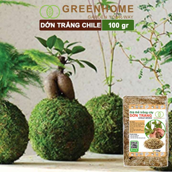 Dớn trắng Chilê, gói 100gr, đã qua xử lý, giữ ẩm tốt, kháng khuẩn tự nhiên, trồng lan, kiểng lá hiệu quả |Greenhome