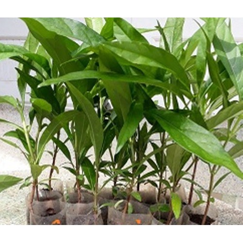 Cây nhàu giống