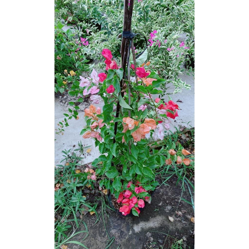 Cây Hoa Giấy 3 Màu