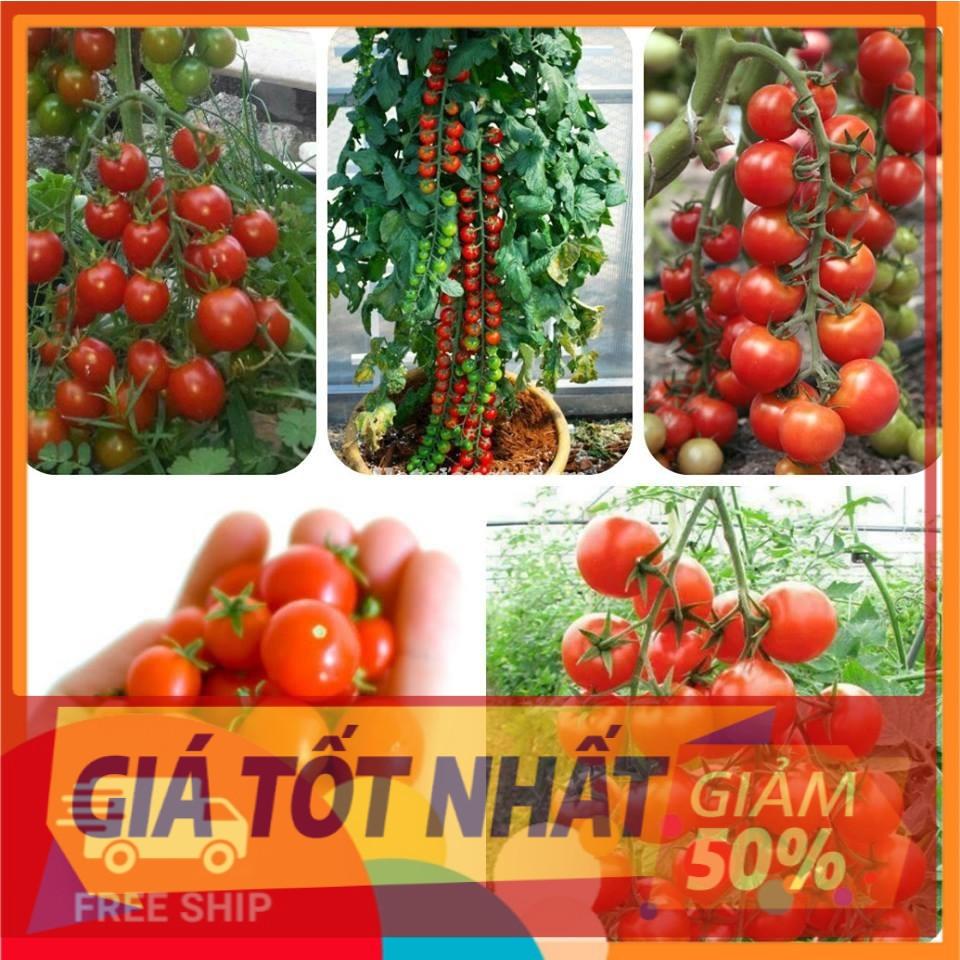 Cà Chua Bi Chùm Đỏ - Vàng - Đen
